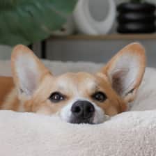 thatcorgisawyer