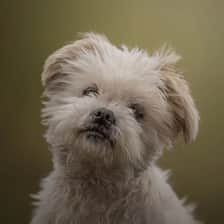 albert.theshihtzu
