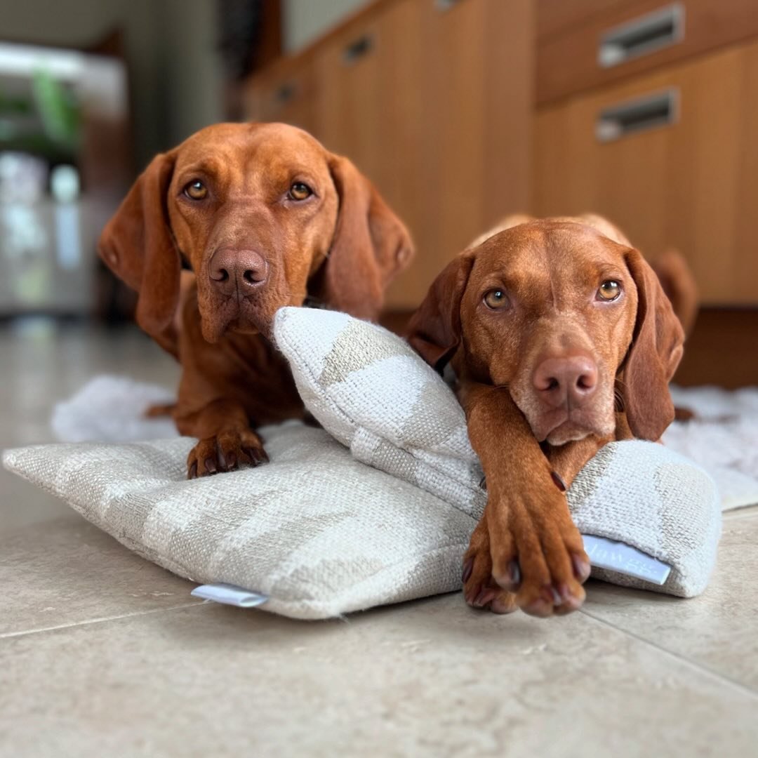 zoe.thevizsla