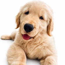 Harleythegoldengirl