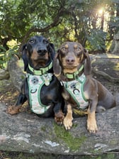 hugo_and_ottos_adventures