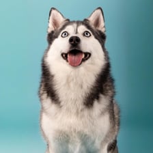pomsky.akyra