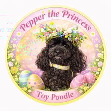 Pepper the Toy poodle