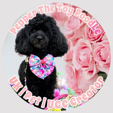 Pepper the Toy poodle
