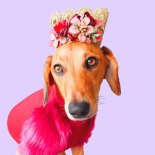 sichatheminidachshund