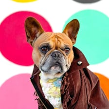 midas_frenchie_gold