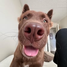 Toby the Bear Cub