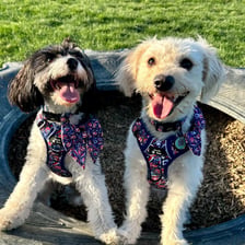 thepawsofcookieandbiscuit