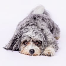 shayleethepup