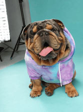 Buddy the Bulldog
