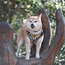 inuharu0317