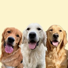 thegoldenbros3