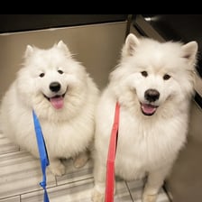 IcyBear + MuffinBeeb — two Samoyeds living their best NYC life. Real moments, real love, no filler.