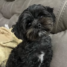 Tippy the Shihpoo