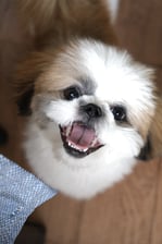 Brett Shihtzu