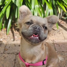 Fanny the fluffy frenchie