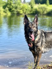 Rari - Unleashed K9 Academy