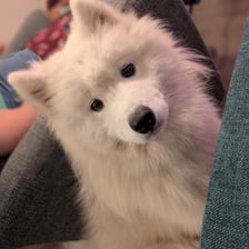 Oats the Samoyed