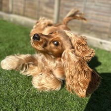 Molly_GoldenCocker