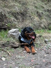 Hunter the Rottie