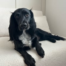 Ralph the Cocker Spaniel