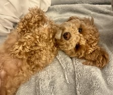 Livvy - poodle