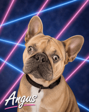 Angus the opinionated frenchie