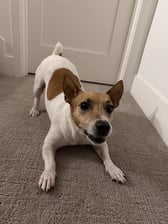 Deni | Jack Russell Terrier