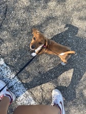 Giada