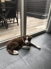 ross.aussie