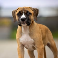 harley.amstaff