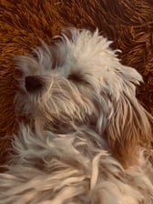 Maltipoo_boef
