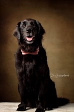 filou.the.black.golden