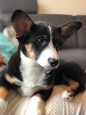 Nemo._.thecorgi