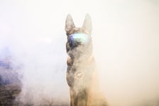 malinois_bueno