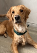 itsmarlothegolden