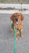 tuckerthegoldentornado
