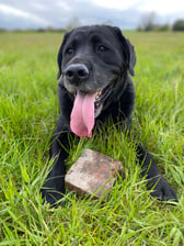 _buster_the_black_lab