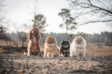 Pomeranianandfriends