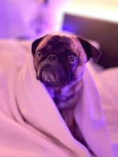 Fridolin_thepug