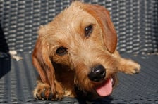 riga_the_dachshund