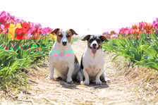 Jackrussel.max_spike