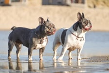 ivylillypoppyfrenchies