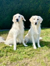 maya.ella_thewhitegoldens