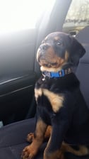 just_zeus_the_germanrottweiler