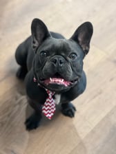 kemba_the_frenchie