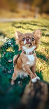 Chihuahua_Julie