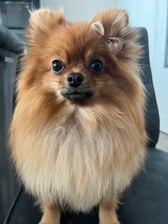 Pomeranian_zoe.x