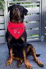 sunevovven_therottweiler