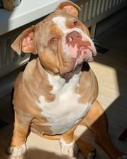 Mellowtheoldenglishbulldog